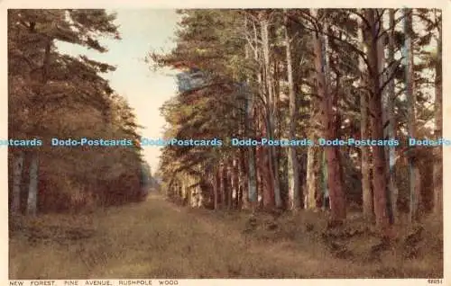 R174544 New Forest. Pine Avenue. Rushpole Holz. Photochrom