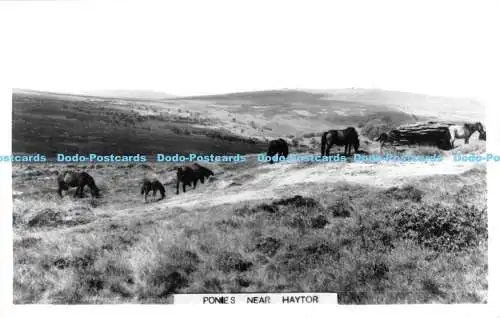 R175935 Ponys bei Haytor