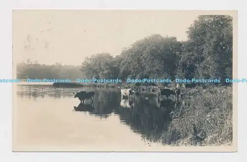 C004007 Fritton Lake 115. 1922