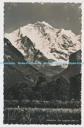 C004989 Interlaken. Die Jungfrau. Nr. 244. Baumstumpf