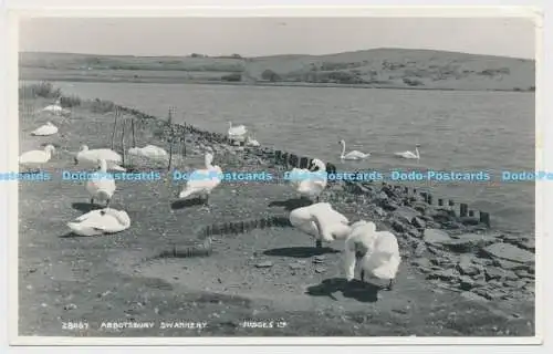 C007070 28067. Abbotsbury Swannery. Richter