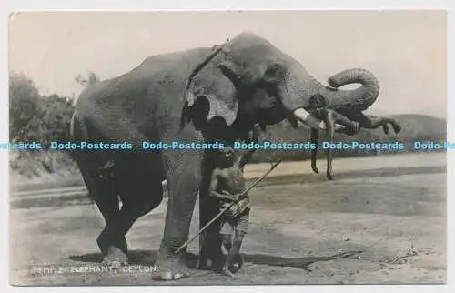 C007205 Tempel Elefant. Ceylon. Nr. 40. Platte. 1951