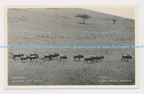 C012381 Gnus. Hluhluwe kam Reserve. South African Railways