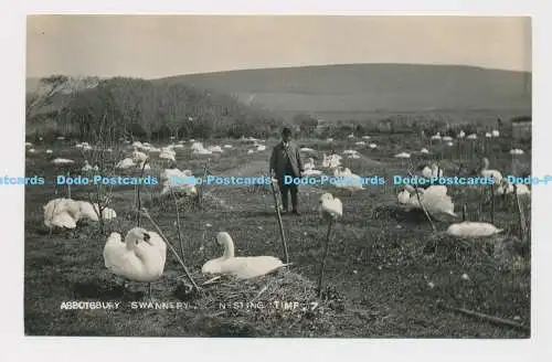 C019211 Verschachtelung. Abbotsbury Swannery. R.H. Green