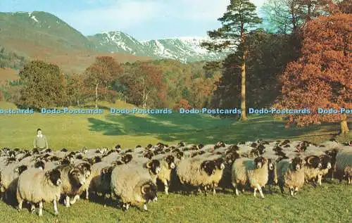 R680618 Ambleside. Schafe sammeln im Rydal Park. Sanderson und Dixon. Jarrold a