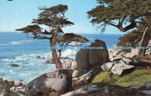 R682034 California. Kiesstrand. 17 Meilen Fahrt. Pescadero Point Cypress. Klingel M