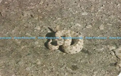 R682702 Die Sidewinder Klapperschlange. Chris Karte