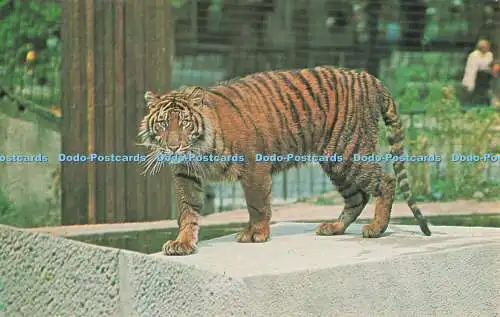 R685370 Tiger. The Zoological Society of London. M. Lyster