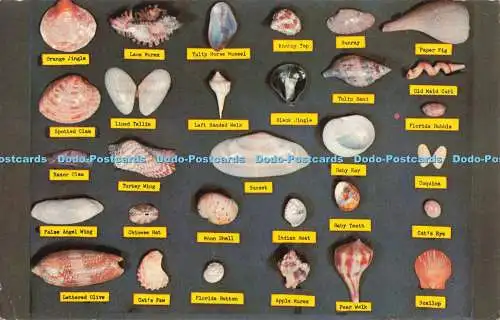 R685583 Shell Chart. Tichnor Bros. Lusterchrome. 1968