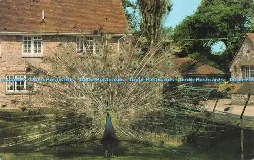 R683561 I.W. Indian Peacock Display in Calbourne Mill. Nahe. Jarrold