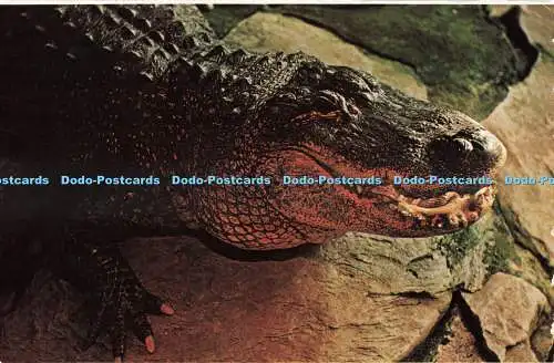 R686725 B.C. Vancouver. Öffentliches Aquarium. Ein Alligator. Dominion Films. Dexter C