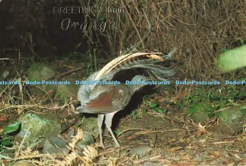 R686737 The Lyrebird. National View. Murfett. Frank Park
