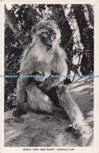 R693457 Gibraltar. Rock Ape and Baby. H. Linares