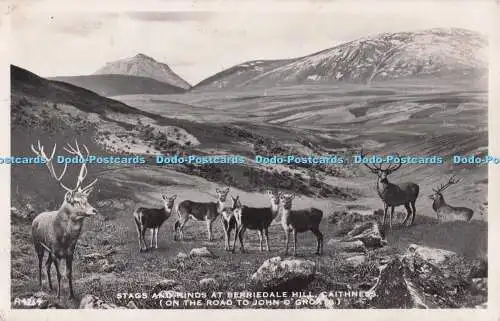 R696156 Caithness. Hirsche und Hinterhinde am Berriedale Hill. Auf dem Weg nach John O Gro