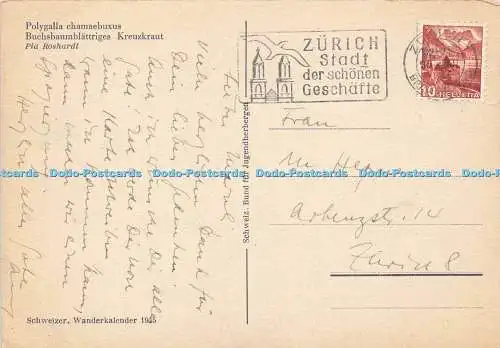 D144863 Polygalla chamaebuxus. Buchsbaumblattriges Kreuzkraut. Pia Roshardt. Sch