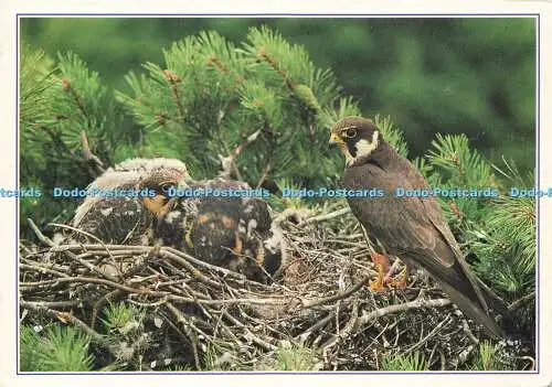 D146645 Hobby. Falco subbuted. Frank V. Blackburn. Dixon. Hinde. 2003. Nr. 6 von