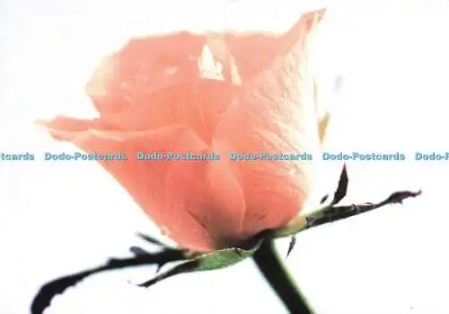 D145957 Rose. Stinafo. Nationalfonds Het Gehandicapte Kind Stinafo