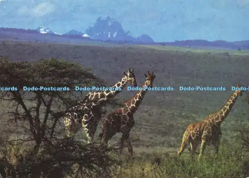 D147150 Giraffe am Fuße des Berges Kenia. Kall Kwik. Wolfgang Doring. 1986