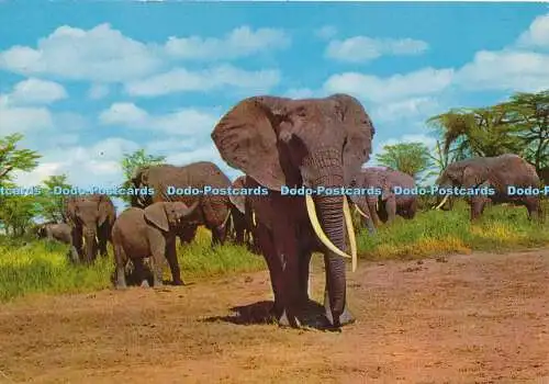 D149302 Afrikanische Wildtiere. Elefanten. Sapra. Nr 272. 1993