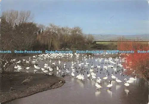 D147442 Schwanensee bei Slimbridge bei eisigem Wetter. J. Arthur Dixon. Der Wildvogeltr