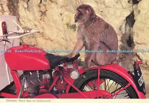 D147527 Gibraltar. Rock Ape auf Motorrad. Rock Photographic Service. 1973