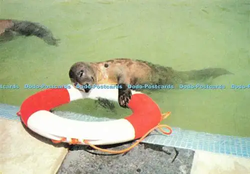 D147674 Seal at Cornish Seal Sanctuary. Gweek. Fotopräzision