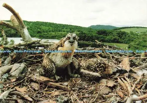 D147784 Fischadlerküken im Nest beim Scottish Wildlife Trust. J. Arthur Dixo