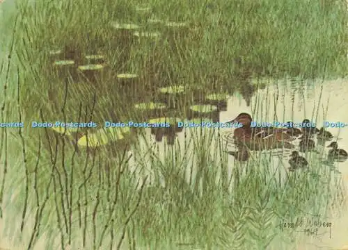 D147828 The Wild Duck Hatch. Harald Wiberg. Pictura Graphica