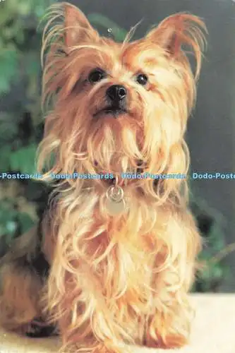 D153309 Yorkshire Terrier. Sawley Fine Arts