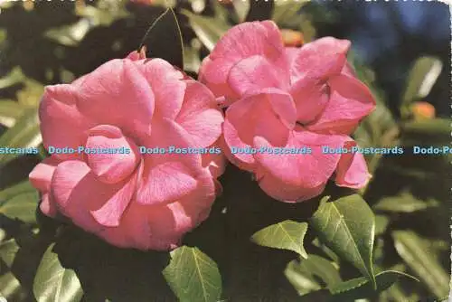 D148144 The Purple Dawn. Mirro Krome. Deep South Specialties. H. S. Crocker