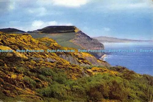 D001239 Goldene Kappe. In der Nähe von Charmouth. Dixon