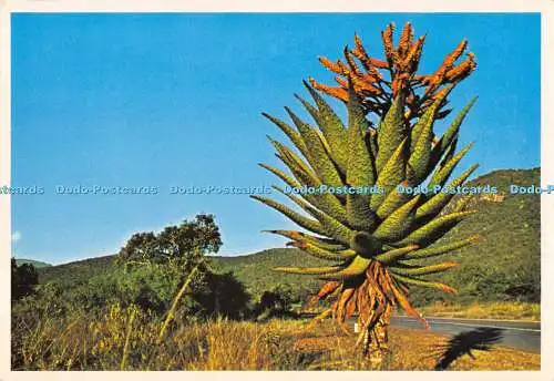 D005505 Aloe Kandelaber. Südliches Afrika. Kunstverlag. Arthur English