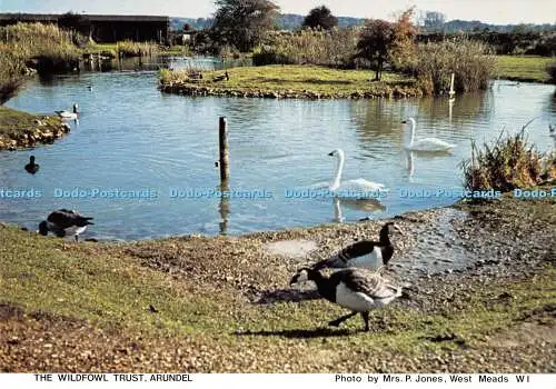 D002345 The Wildfowl Trust. Arundel. Mrs. P. Jones. Richter. West Sussex Federati