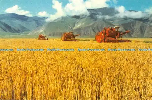 D004067 Scenic Tibet. Phampo State Farm. Fremdsprachenpresse