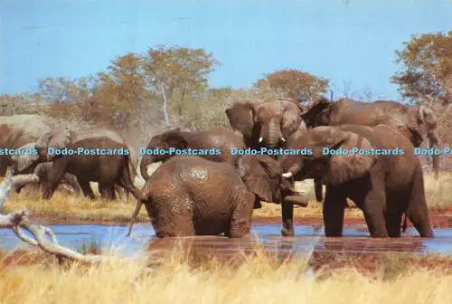 D007478 Wildlife. Elefant. Südafrika. Constantia Grüße. 1984