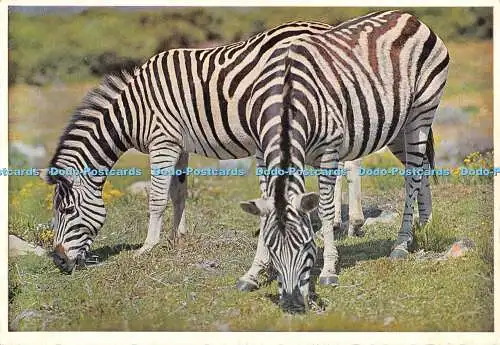 D002757 Teamkollegen. Zebra Zwillinge. Südafrika. Protea Farbdrucke