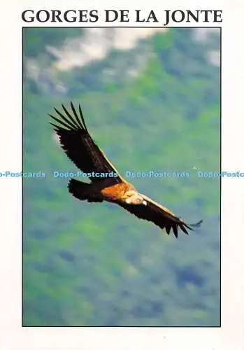 D009588 Gorges De La Jonte. Vogel. Vautour En Plein Vol. Pignol Denis. Nr 5260