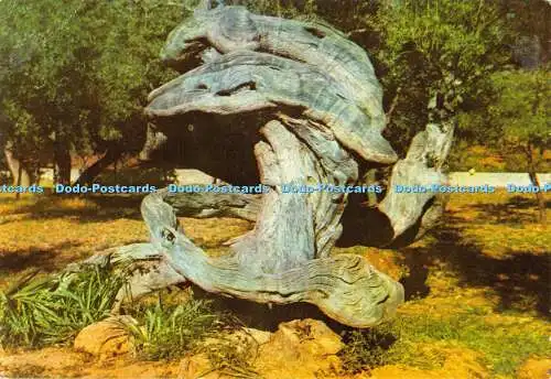 D009795 Mallorca. Balearen. Spanien. Olivenbaum. Artigas. Polychrom. Nr 750132