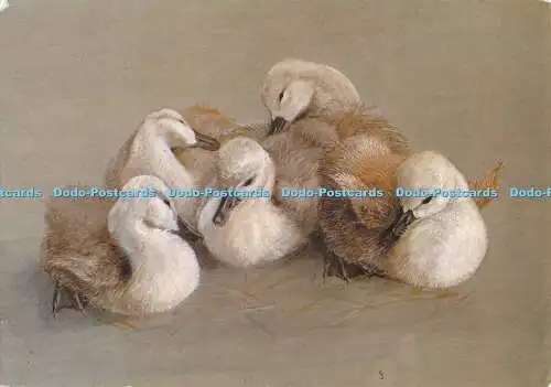 D005224 Cygnets nach einem Gemälde von John Fair the Warden in Abbotsbury. Jarrold