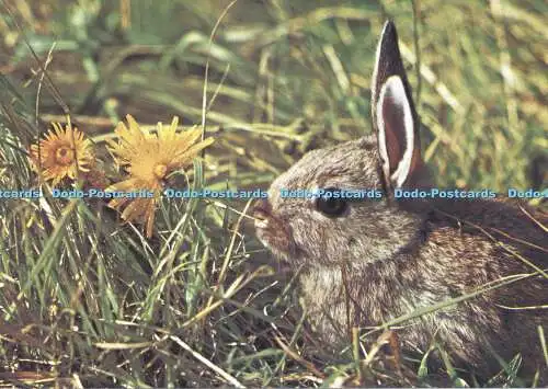 D006825 Wildhase und Löwenzahn. Gadsby. Medici. Nr 1627