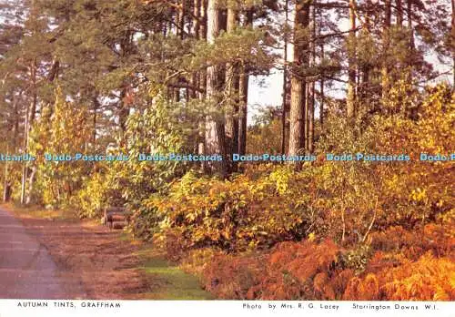 D008429 Herbsttönungen. Graffham. Mrs. R. G. Lacey. Storrington Downs W.I. West S