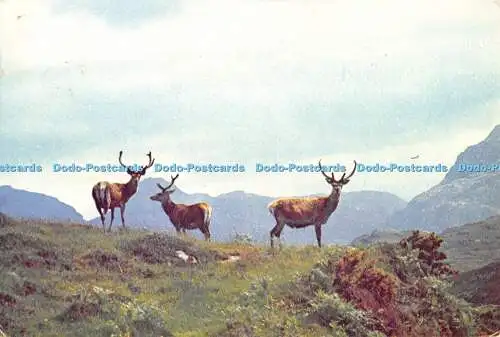 D008480 Rothirsche in den schottischen Highlands. Dixon