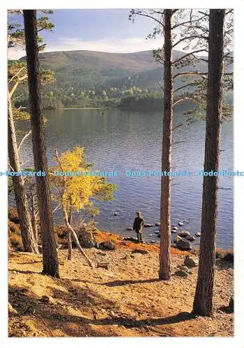 D009003 Loch an Eilean. Rothiemurchus. Aviemore. Invernes Auenland. See. Berg.