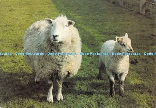 D010973 The Home Farm. Wimpole. Approved Rare Breeds Centre No 6. Jarrold