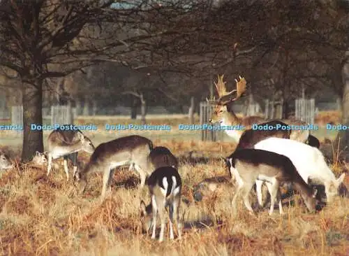 D011817 Hirsch im Bushey Park. Judy Webb. Alice Hospiz