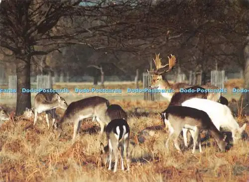 D011818 Hirsch im Bushey Park. Judy Webb. Alice Hospiz