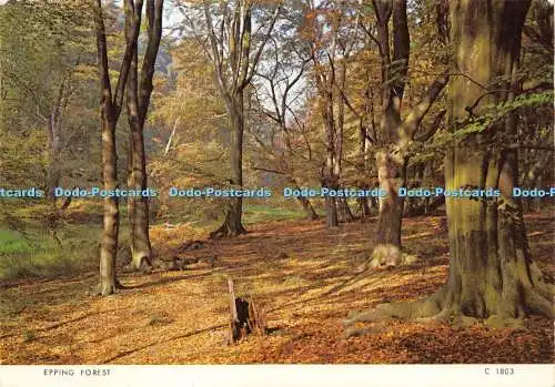 D012523 Epping Forest. Judges Ltd. 1973