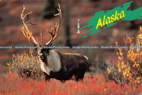 D015070 Alaska. Majestätisches Karibu aus Alaska. Arctic Circle Enterprises. Verankerung.