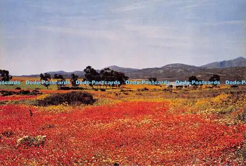D015317 Wildblumen des Namaqualand. Bezirk Kamieskroon. Veldblomme van Namakw
