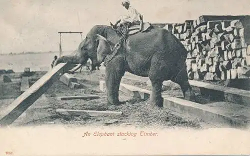 PC49743 Ein Elefant Stapelholz. B. Hopkins